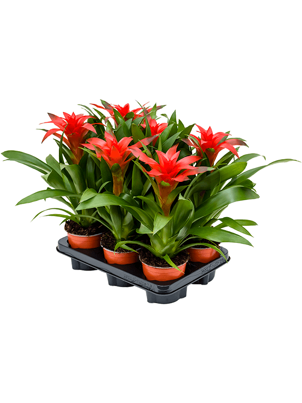 Planta naturala de interior Red D25xH45cm Guzmania 'Calypso' PS12/11cm in pamant