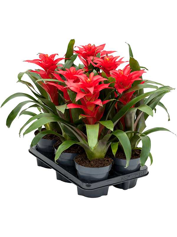 Planta naturala de interior Red D25xH45cm Guzmania 'Optima' PS13/12cm in pamant