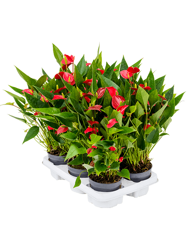 Planta naturala de interior Red D30xH35cm Anthurium andraeanum 'Million Flower' PS12/10cm in pamant