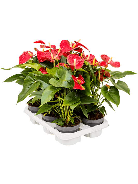 Planta naturala de interior Red D30xH40cm Anthurium andraeanum 'Sierra' PS12/10cm in pamant