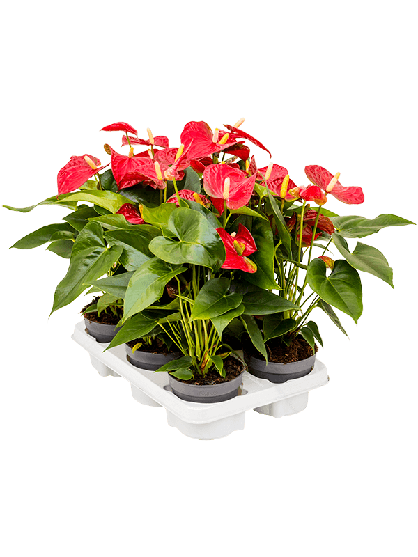 Planta naturala de interior Red D30xH40cm Anthurium andraeanum 'Sierra' PS12/10cm in pamant