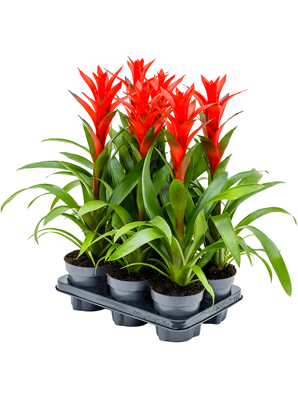 Planta naturala de interior Red D35xH60cm Guzmania 'Ostara' PS13/12cm in pamant