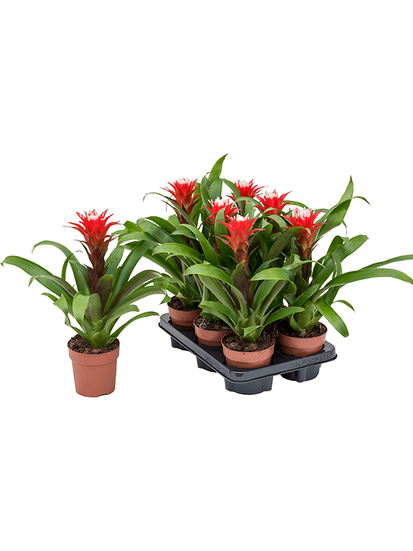 Planta naturala de interior Red white D25xH45cm Guzmania 'Hope' PS13/11cm in pamant