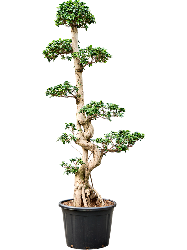 Planta naturala de interior S-Shape D100xH225cm Ficus microcarpa 'Compacta' PS50/41cm in pamant