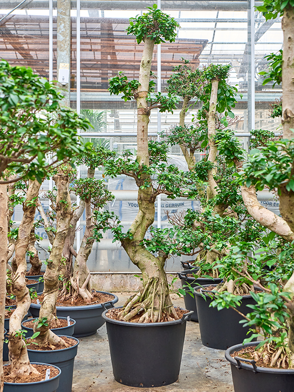 Planta naturala de interior S-Shape D80xH250cm Ficus microcarpa 'Compacta' PS55/41cm in pamant