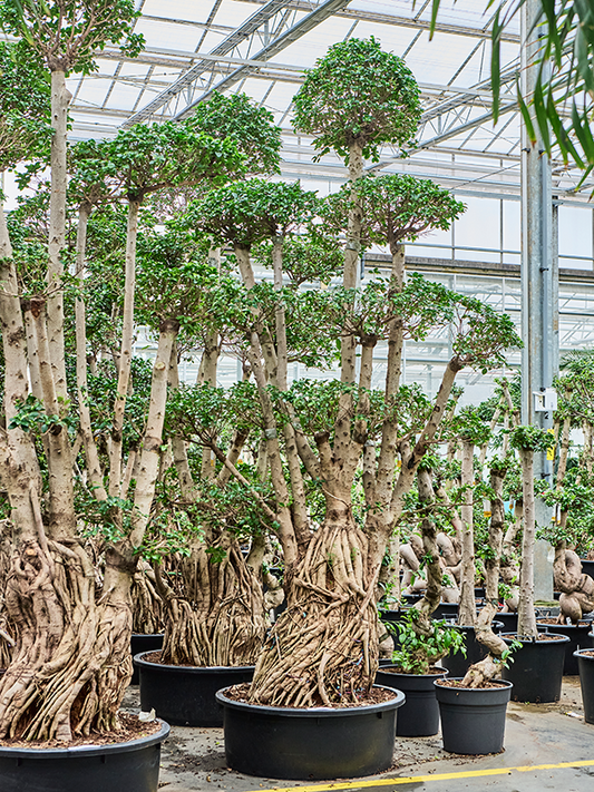 Planta naturala de interior S-Stam Bonsai D160xH340cm Ficus microcarpa 'Compacta' PS88/32cm in pamant
