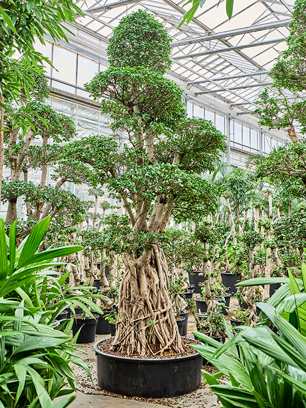 Planta naturala de interior S-Stam Bonsai D180xH370cm Ficus microcarpa 'Compacta' PS110/35cm in pamant