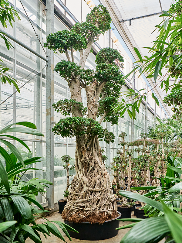 Planta naturala de interior S-Stam Bonsai D230xH420cm Ficus microcarpa 'Compacta' PS110/35cm in pamant