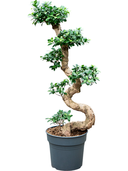 Planta naturala de interior S-Stam Bonsai D40xH110cm Ficus microcarpa 'Compacta' PS34/32cm in pamant