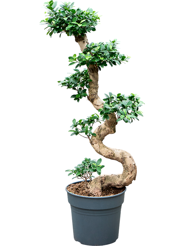Planta naturala de interior S-Stam Bonsai D40xH110cm Ficus microcarpa 'Compacta' PS34/32cm in pamant