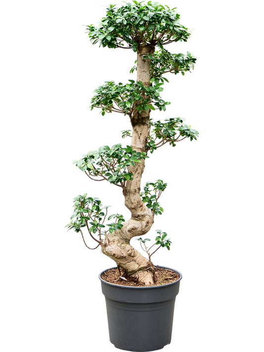 Planta naturala de interior S-Stam Bonsai D40xH150cm Ficus microcarpa 'Compacta' PS38/32cm in pamant