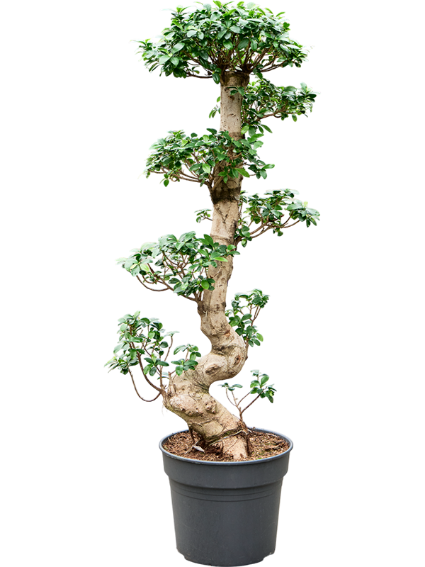 Planta naturala de interior S-Stam Bonsai D40xH150cm Ficus microcarpa 'Compacta' PS38/32cm in pamant