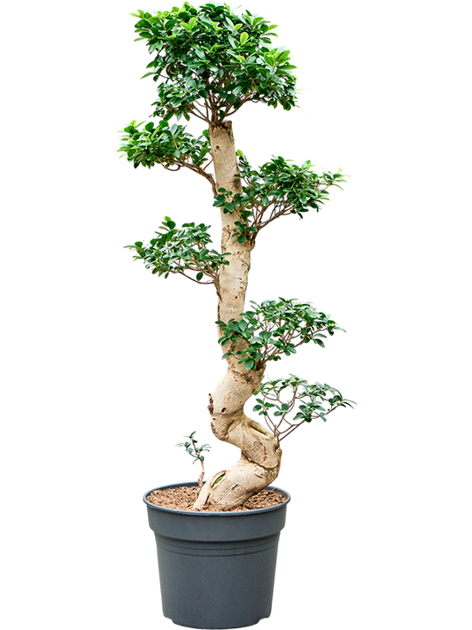 Planta naturala de interior S-Stam Bonsai D40xH150cm Ficus microcarpa 'Compacta' PS38/32cm in pamant