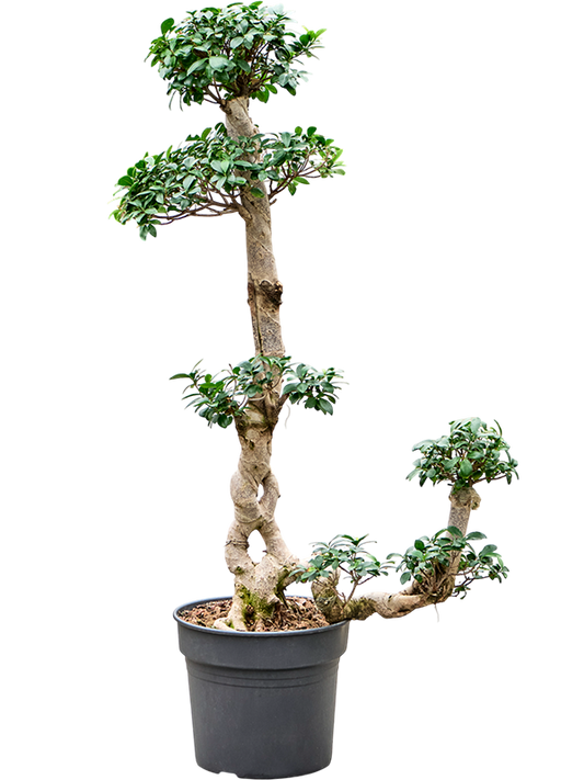Planta naturala de interior S-Stam Bonsai D60xH150cm Ficus microcarpa 'Compacta' PS38/32cm in pamant