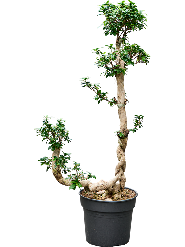 Planta naturala de interior S-Stam Bonsai D60xH150cm Ficus microcarpa 'Compacta' PS38/32cm in pamant