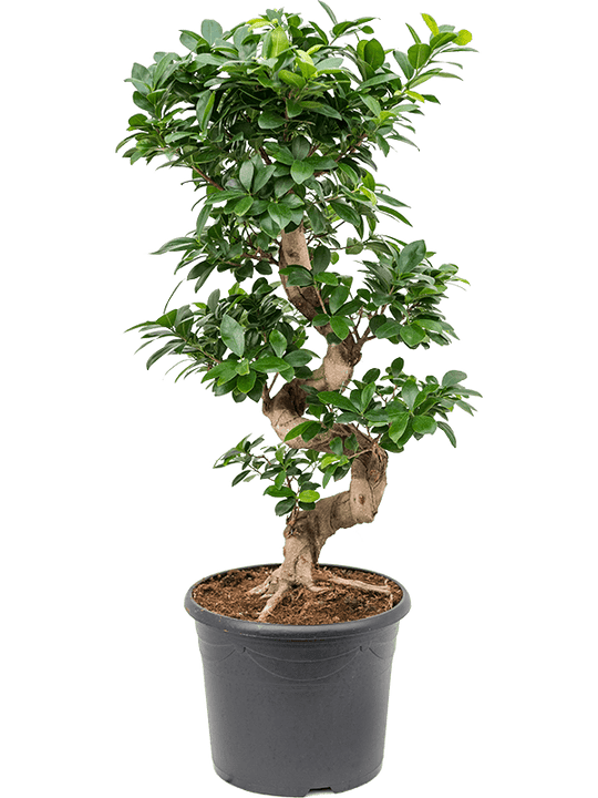 Planta naturala de interior S-Stam D35xH90cm Ficus microcarpa 'Compacta' PS30/23cm in pamant