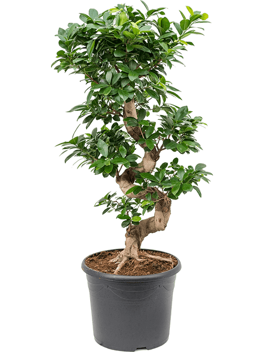 Planta naturala de interior S-Stam D35xH90cm Ficus microcarpa 'Compacta' PS30/23cm in pamant