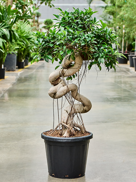 Planta naturala de interior S-Stem Bonsai D10xH140cm Ficus microcarpa 'Compacta' PS38/32cm in pamant