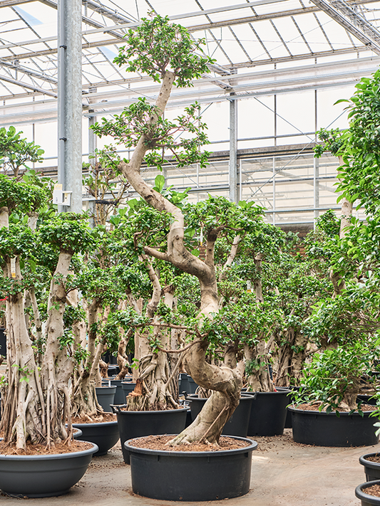 Planta naturala de interior S-Stem Bonsai D150xH300cm Ficus microcarpa 'Compacta' PS88/32cm in pamant