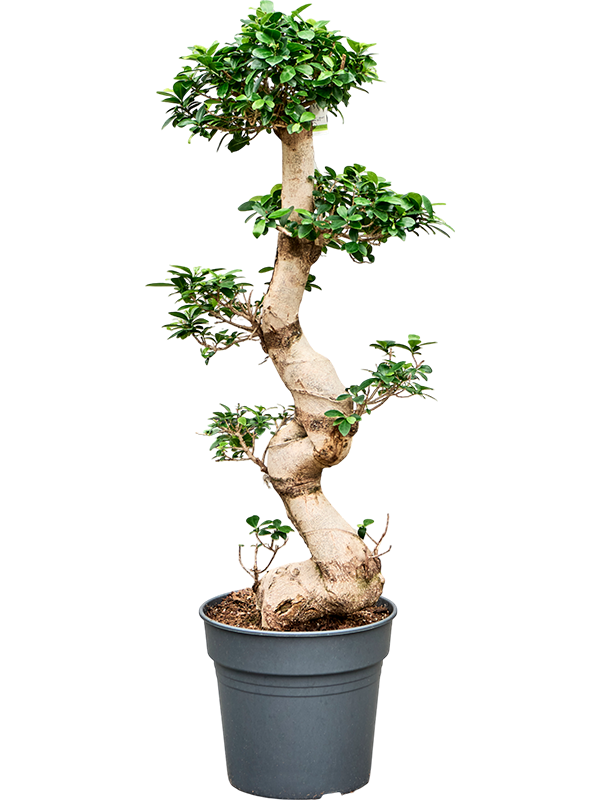 Planta naturala de interior S-Stem Bonsai D40xH110cm Ficus microcarpa 'Compacta' PS30/27cm in pamant