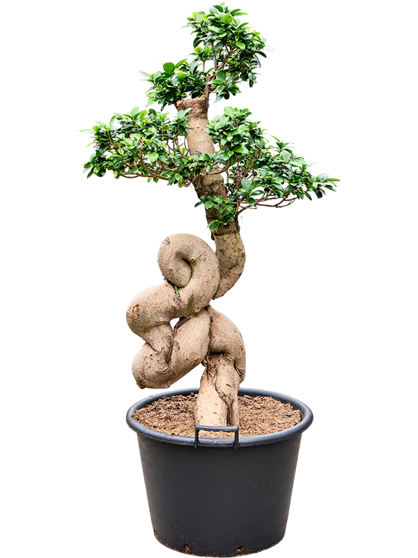 Planta naturala de interior S-Stem Bonsai D60xH140cm Ficus microcarpa 'Compacta' PS50/34cm in pamant