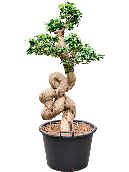 Planta naturala de interior S-Stem Bonsai D60xH140cm Ficus microcarpa 'Compacta' PS50/34cm in pamant