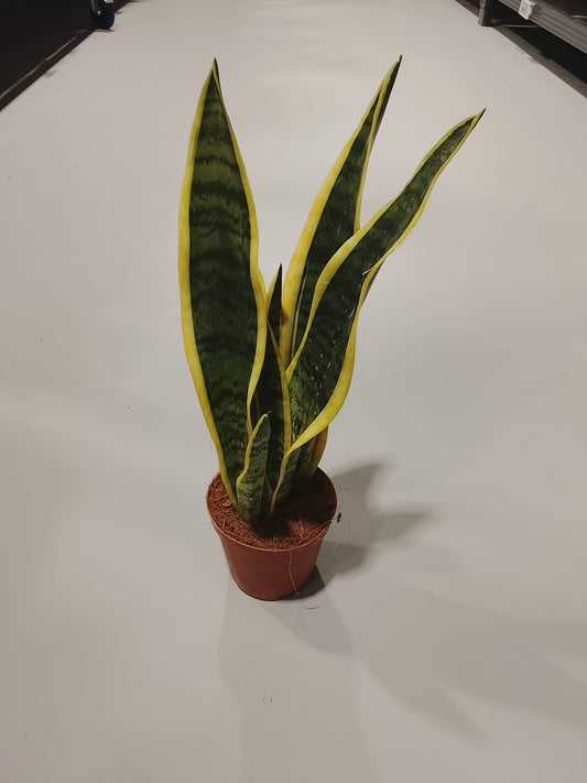 Planta naturala de interior Sansevieria trifasciata 'laurentii' D17xH48 cm P12cm in pamant