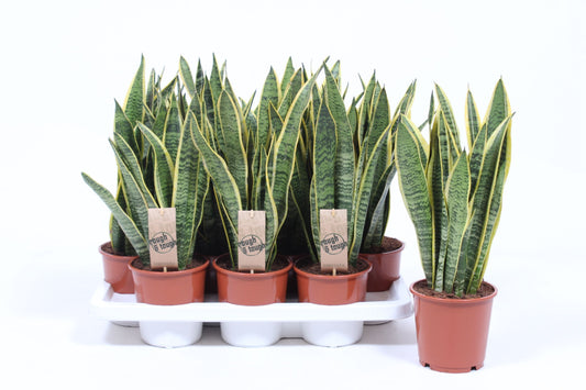 Planta naturala de interior Sansevieria trifasciata laurentii D20xH50 cm P14cm in pamant