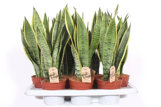 Planta naturala de interior Sansevieria trifasciata laurentii D20xH50 cm P14cm in pamant