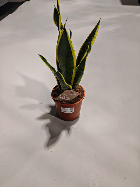 Planta naturala de interior Sansevieria trifasciata 'laurentii' D20xH50 cm P14cm in pamant