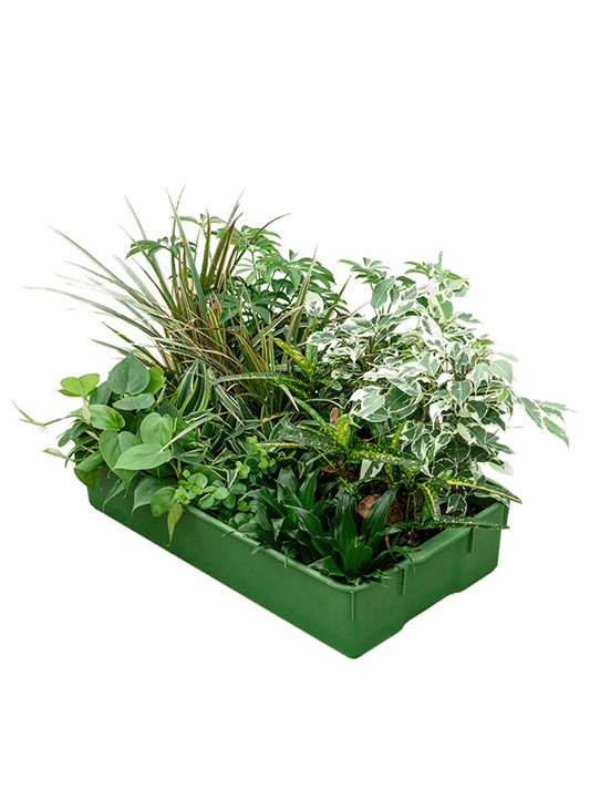 Planta naturala de interior Sortiment D10xH20cm Hydro mix P9/7cm in hidrogranule