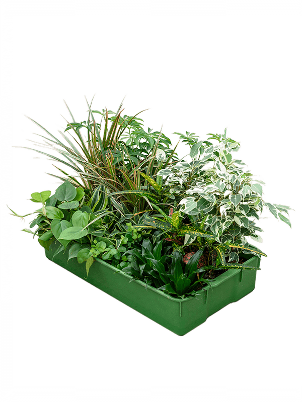 Planta naturala de interior Sortiment D10xH20cm Hydro mix P9/7cm in hidrogranule