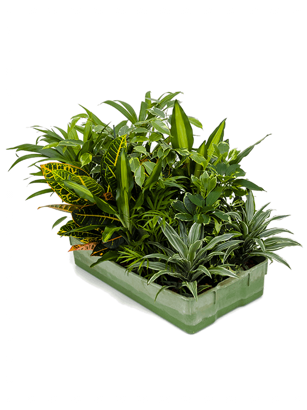 Planta naturala de interior Sortiment D15xH30cm Hydro mix P11/9cm in hidrogranule