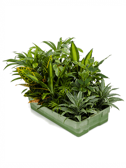 Planta naturala de interior Sortiment D15xH30cm Hydro mix P11/9cm in hidrogranule