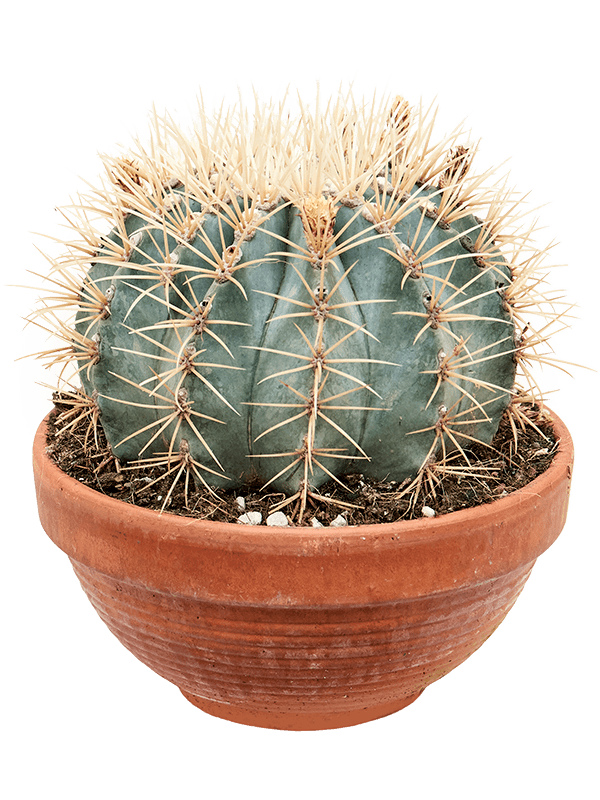 Planta naturala de interior Sphere D23xH20cm Ferocactus glaucescens PS21/12cm in pamant