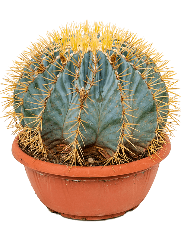 Planta naturala de interior Sphere D25xH35cm Ferocactus glaucescens PS25/11cm in pamant