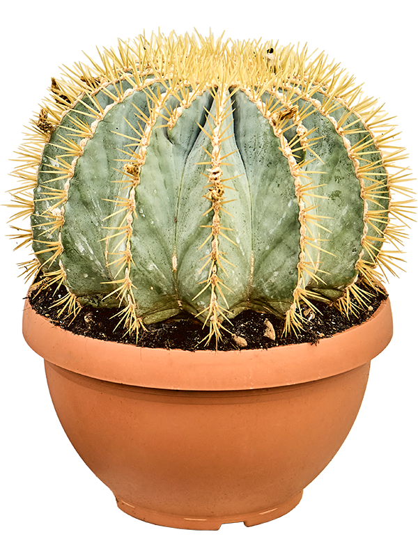 Planta naturala de interior Sphere D30xH40cm Ferocactus glaucescens PS30/12cm in pamant