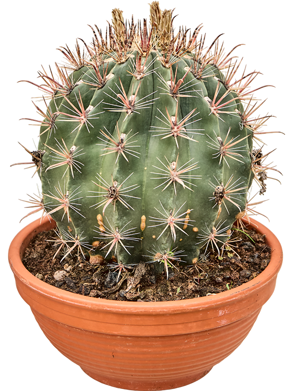 Planta naturala de interior Sphere D30xH40cm Ferocactus townsendianus PS30/16cm in pamant