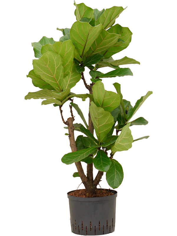 Planta naturala de interior Stam branched D70xH120cm Ficus lyrata P25/19cm in hidrogranule