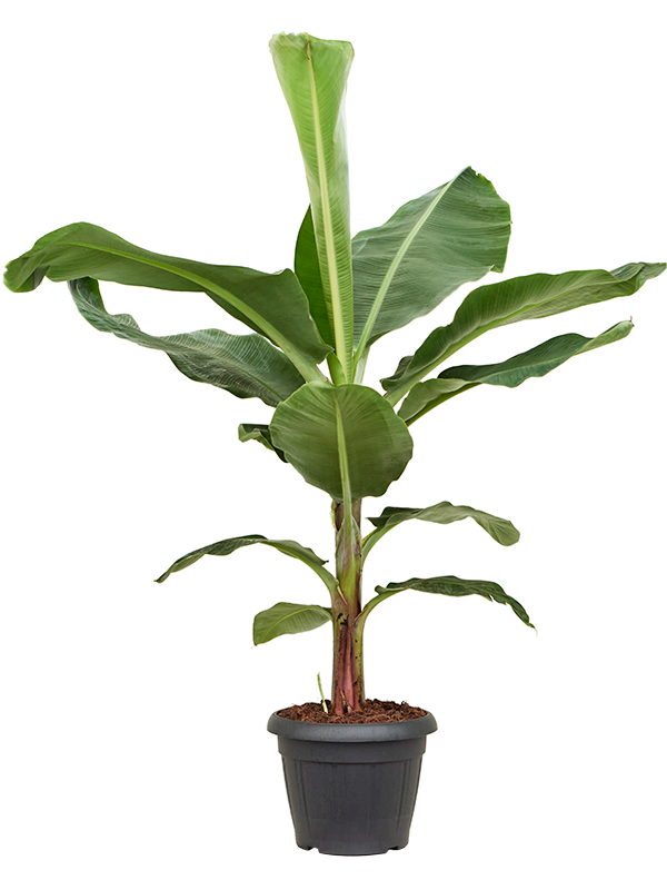 Planta naturala de interior Stam D110xH150cm Musa 'Dwarf Cavendish' PS35/33cm in pamant