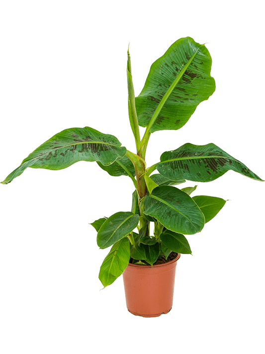 Planta naturala de interior Stam D75xH65cm Musa 'Dwarf Cavendish' PS21/19cm in pamant