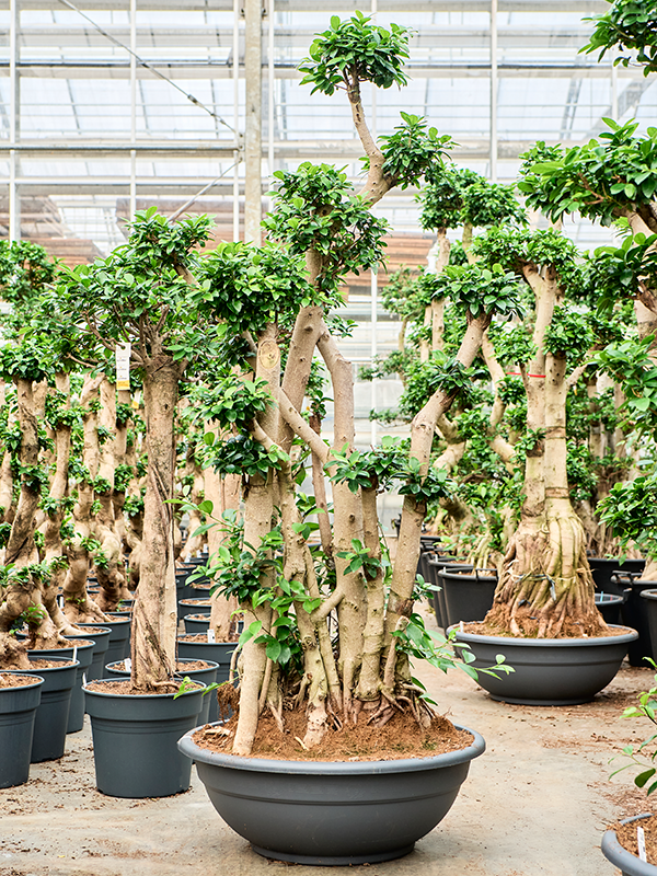 Planta naturala de interior Stam vertakt D80xH200cm Ficus microcarpa 'Compacta' PS75/30cm in pamant