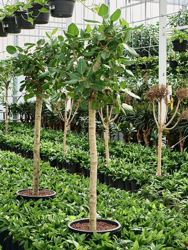 Planta naturala de interior Stamm D90xH250cm Ficus benghalensis 'Audrey' P42/32cm in hidrogranule
