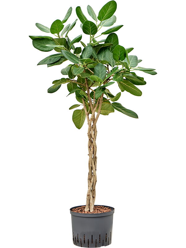 Planta naturala de interior Stamm geflochten D50xH130cm Ficus benghalensis 'Audrey' P25/19cm in hidrogranule