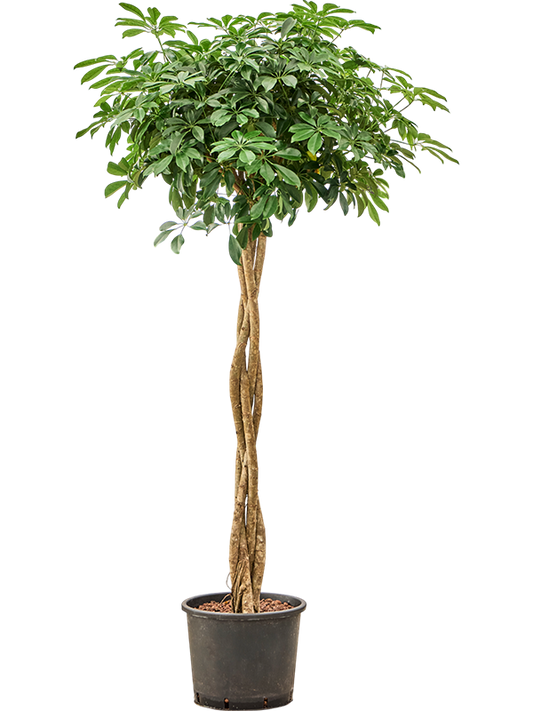 Planta naturala de interior Stamm geflochten D70xH185cm Schefflera arboricola 'Compacta' P30/26cm in hidrogranule