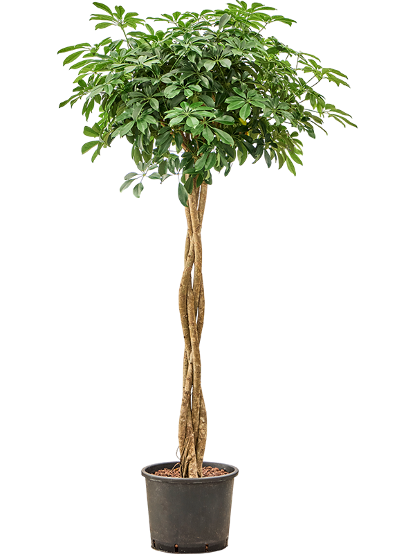 Planta naturala de interior Stamm geflochten D70xH185cm Schefflera arboricola 'Compacta' P30/26cm in hidrogranule