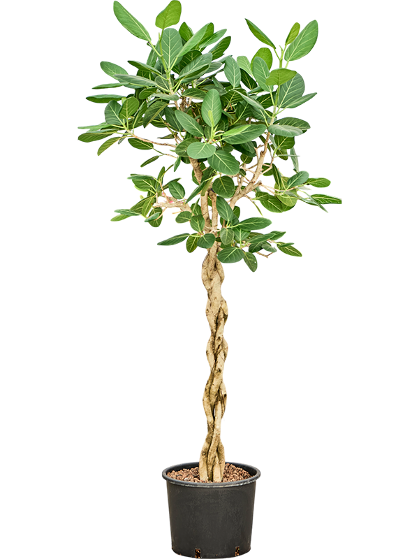 Planta naturala de interior Stamm geflochten D90xH170cm Ficus benghalensis 'Audrey' P30/26cm in hidrogranule