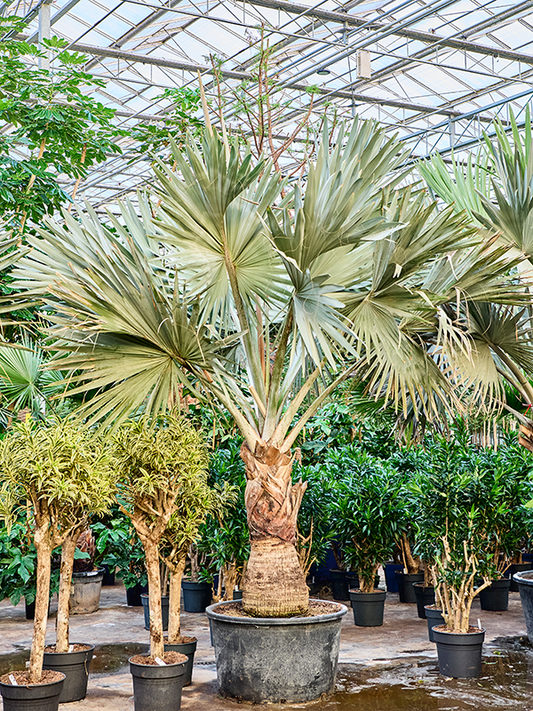 Planta naturala de interior Stem (100-120) D225xH400cm Bismarckia nobilis PS90/55cm in pamant