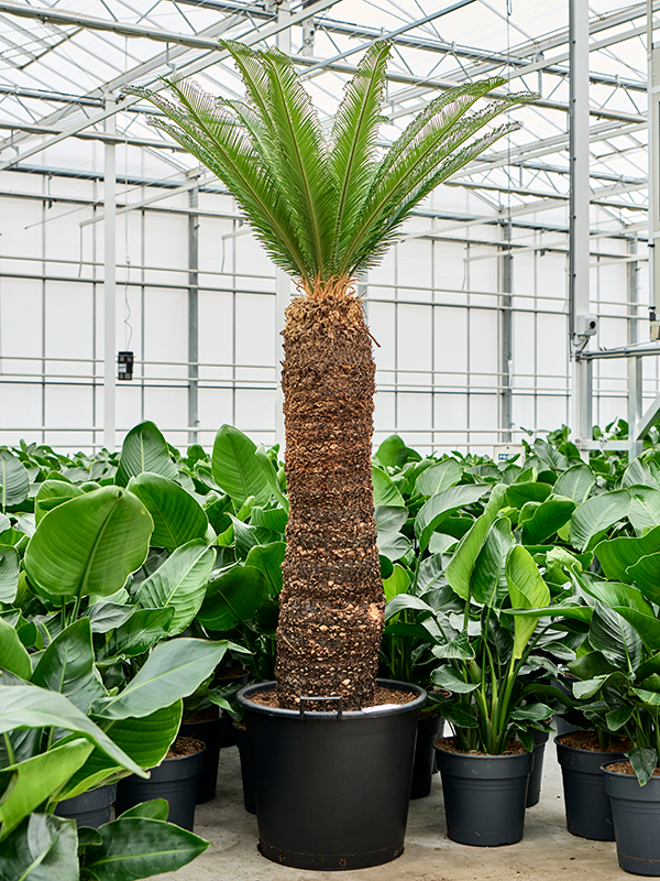 Planta naturala de interior Stem (110-120) D120xH170cm Cycas revoluta PS60/43cm in pamant