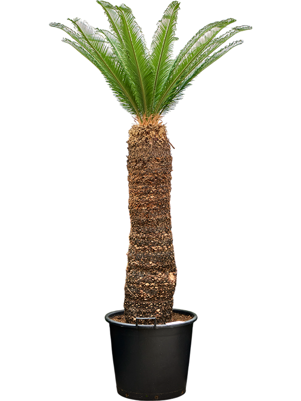 Planta naturala de interior Stem (110-120) D120xH170cm Cycas revoluta PS60/43cm in pamant